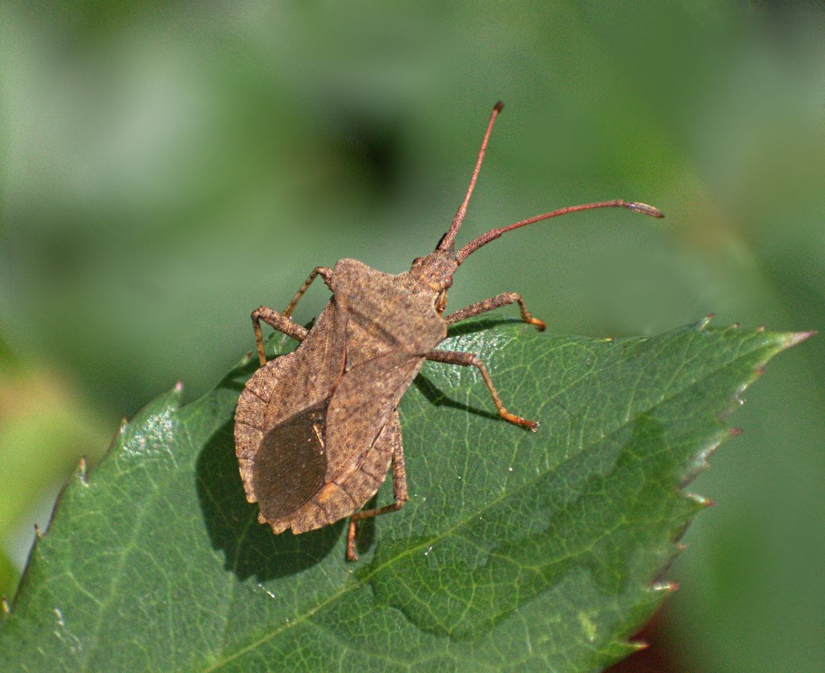 Coreus marginatus